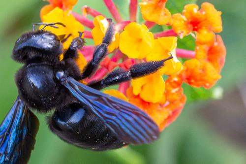 Xylocopa violacea